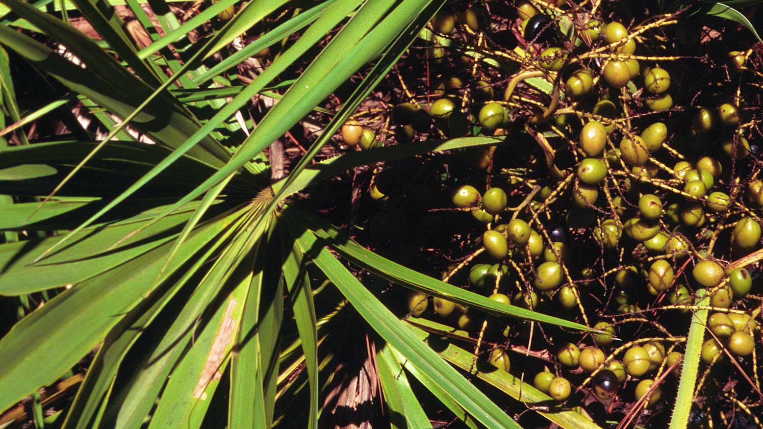 Saw Palmetto and Urinary Tract Function
