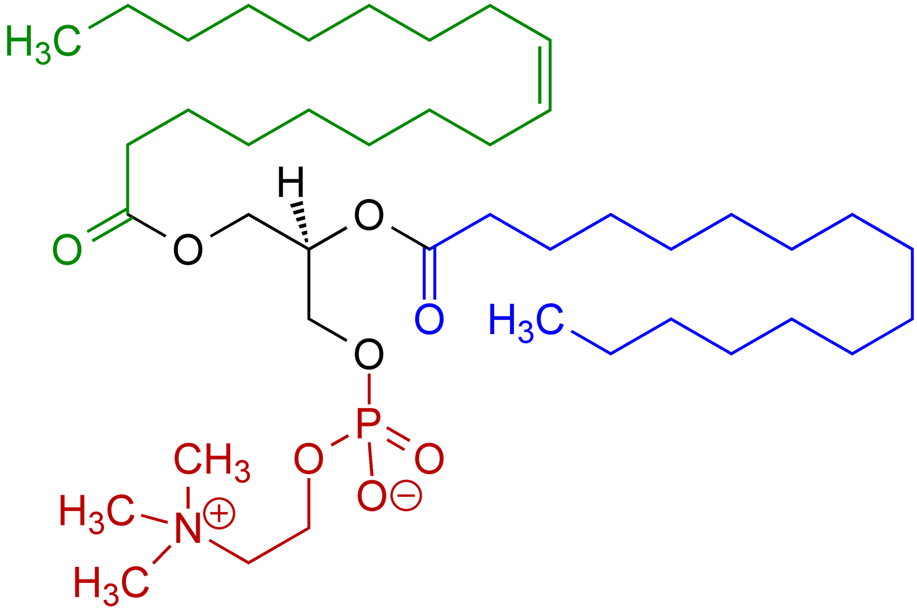Phosphatidylcholine: Unlocking the Power of Essential Lipids