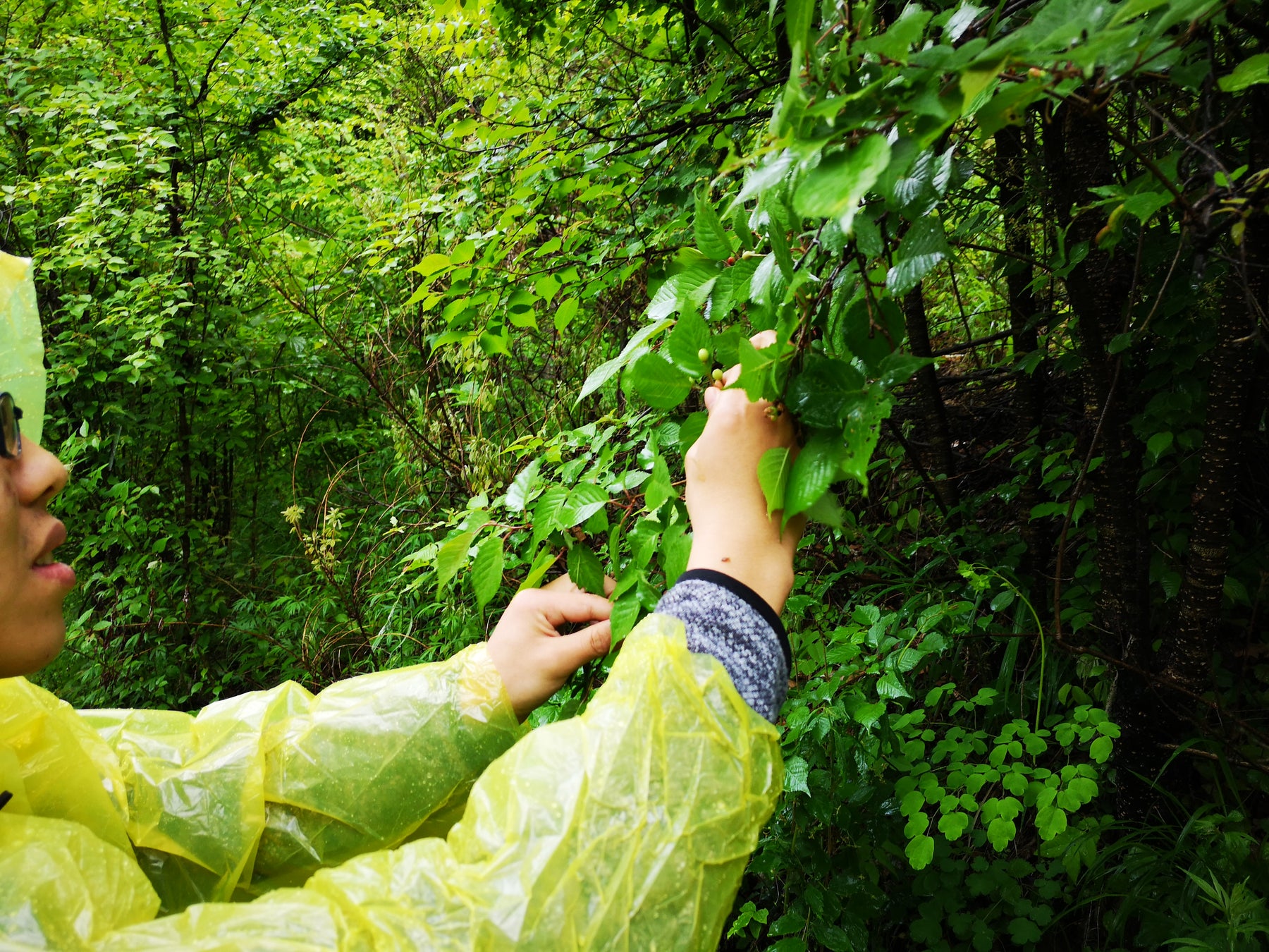 Farming Organic Herb on Taibai Mountain