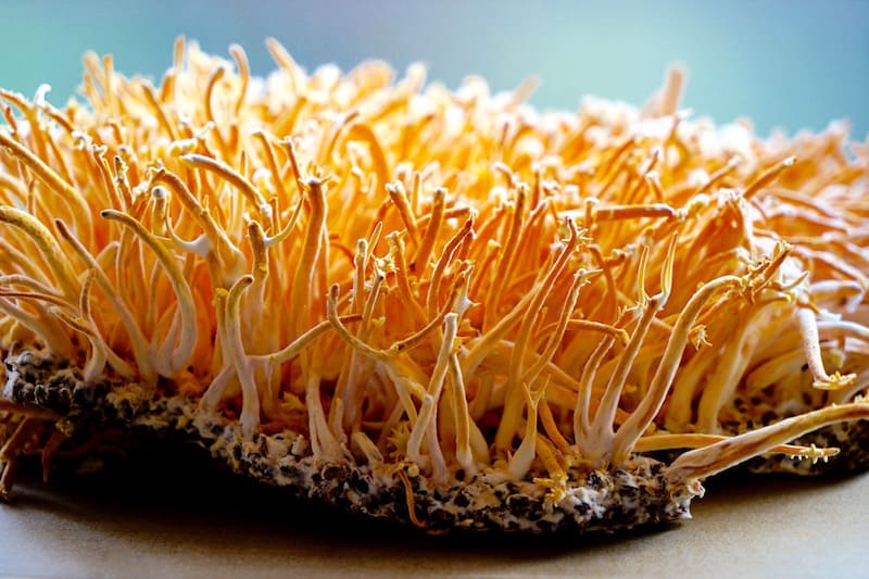 Health Benefits of Cordyceps Militaris