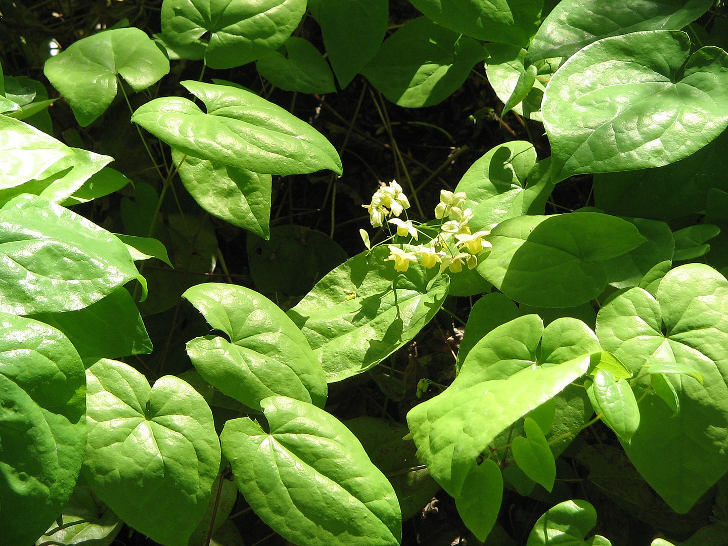 Epimedium: Does it work for ED?