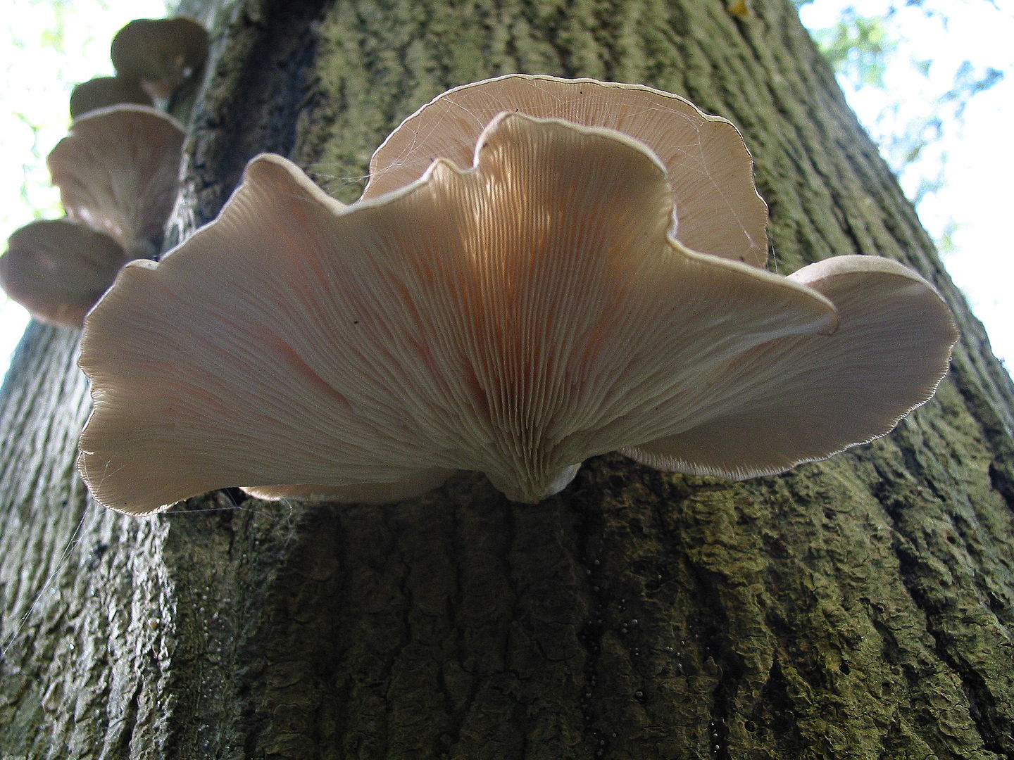 Health Benefits of Oyster Mushroom