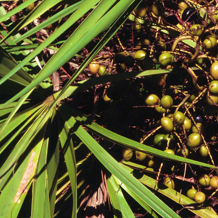 Saw Palmetto and Urinary Tract Function