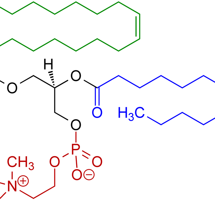 Phosphatidylcholine: Unlocking the Power of Essential Lipids