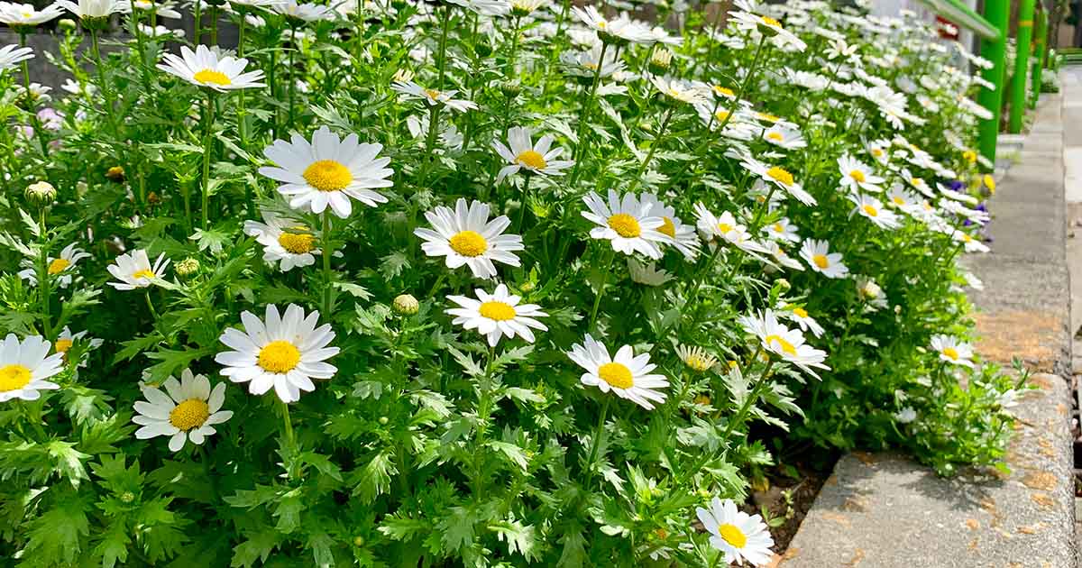 Feverfew Extract – Uses and More