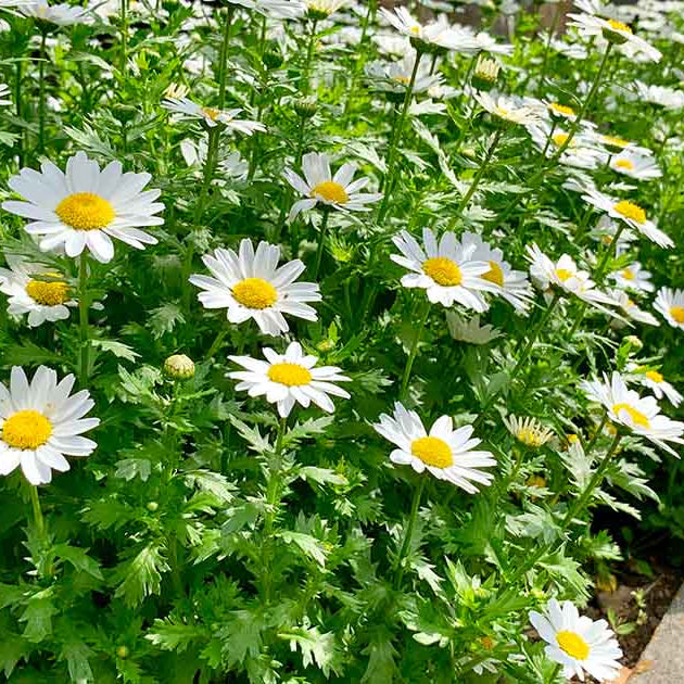 Feverfew Extract – Uses and More