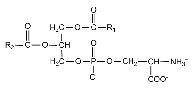 Phosphatidylserine, It’s Complicated