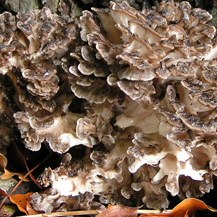 King of Mushrooms And Hen of The Wood