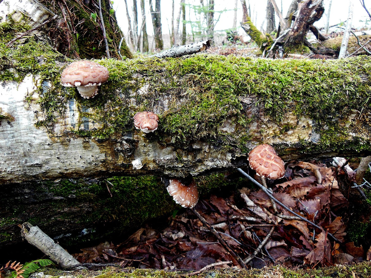 Laybio Shiitake Mushroom Extracts