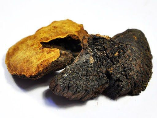 Phellinus Linteus Extract