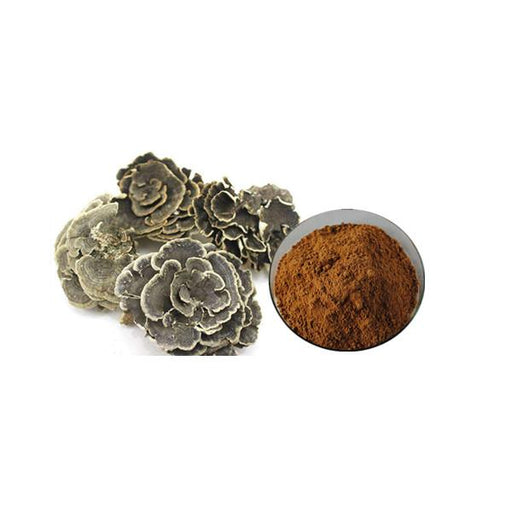 Coriolus Versicolor Extract Bulk Mushroom Extract Manufacturer and Supplier - Laybio Natural
