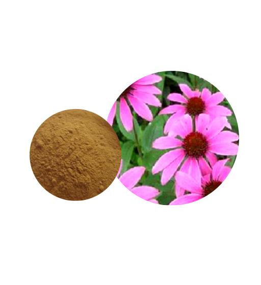 Echinacea Extract Bulk Herbal Extracts Manufacturer and Supplier - Laybio Natural