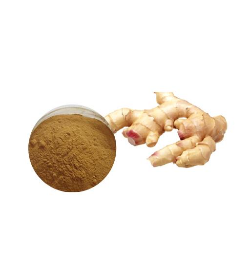 Organic Ginger Extract Bulk Herbal Extracts Manufacturer and Supplier - Laybio Natural