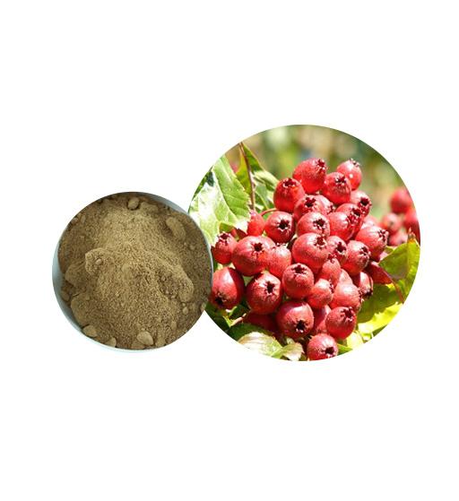 Organic Hawthorn Berry Extract Supplier Manufacturer — Laybio