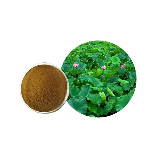 Lotus Leaf Extract Bulk Herbal Extracts Manufacturer and Supplier - Laybio Natural