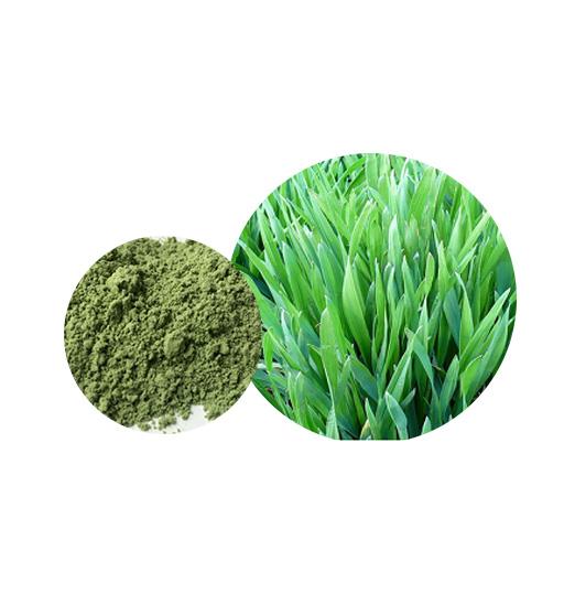Organic Barley Grass Powder Bulk Vegetable Powder Manufacturer and Supplier - Laybio Natural