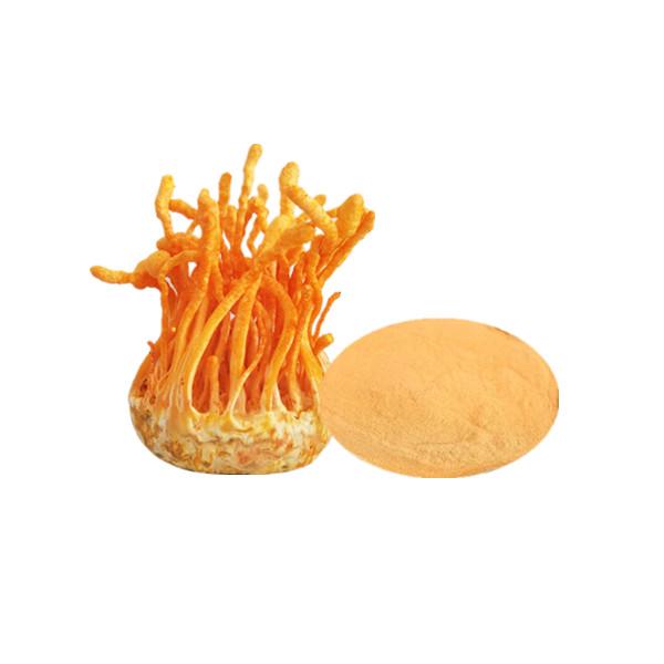 Organic Cordyceps Militaris Extract Bulk Mushroom Extract Manufacturer and Supplier - Laybio Natural