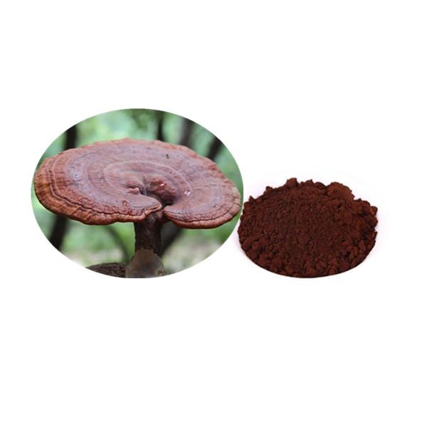 Organic Ganoderma Spore Powder Bulk Mushroom Extract Manufacturer and Supplier - Laybio Natural