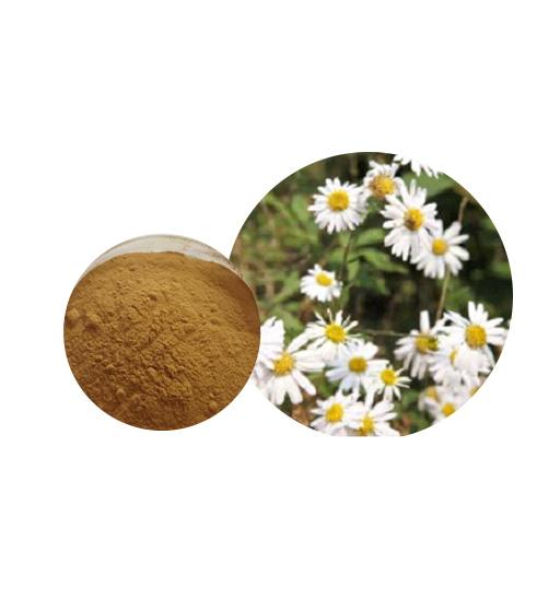 Feverfew Extract Bulk Herbal Extracts Manufacturer and Supplier - Laybio Natural